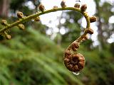 Papua Highlands (Mt. Hagen-Ambua-Tari-Mendi) - 13